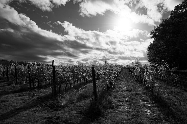 Photo la vigne en novembre est une photographie monochrome.