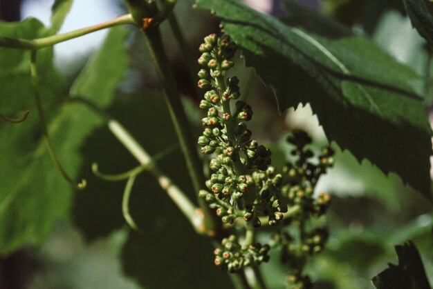 Vigne avec des raisins de bébé et des fleurs