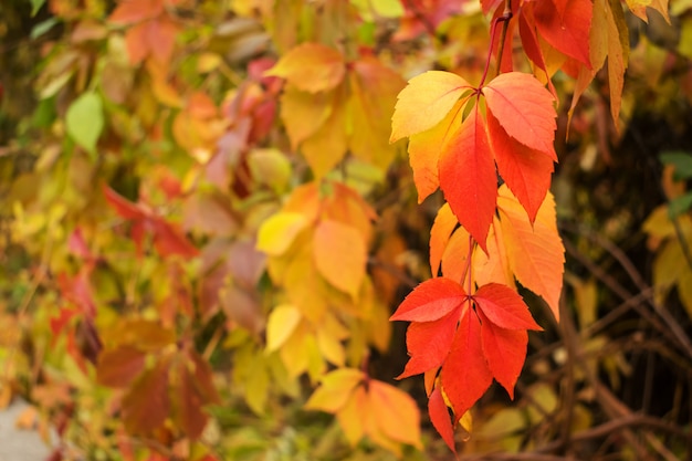 Vigne rouge et jaune d&#39;automne, plante de vigne vierge