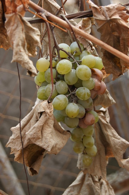 vigne sèche avec un brin de raisin vert