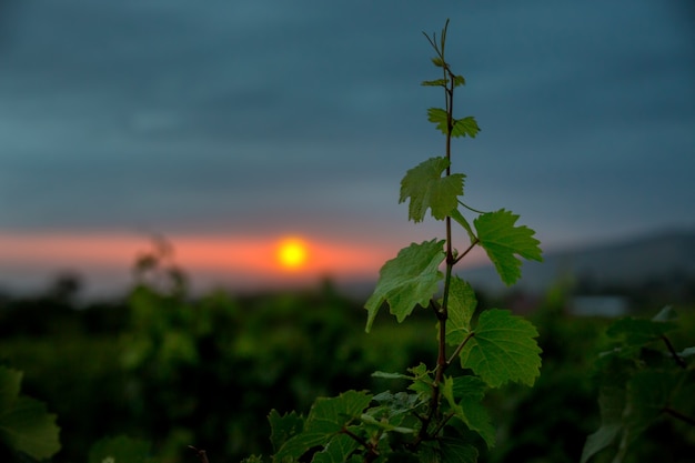 Vigne solitaire au coucher du soleil