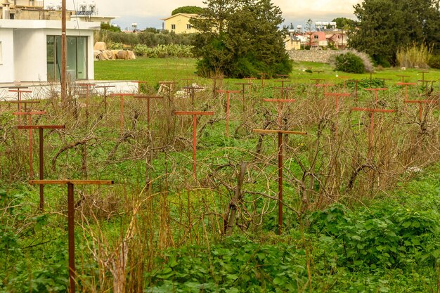 Photo vigne sur supports en hiver à chypre 3