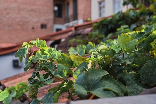 Vigne sur un toit de tuiles d'une maison mise au point sélective arrière-plan flou idée de carte postale avec place pour texte Nature dans un environnement urbain décoration de cour ou de patio