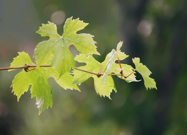 Vigne verte au soleil