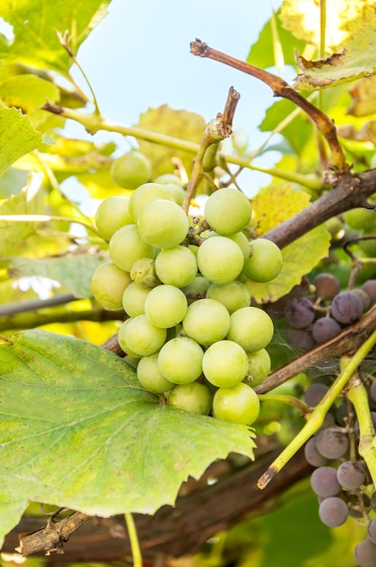 Une vigne verte dans un vignoble