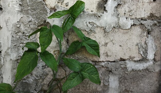 Photo une vigne verte sauvage grandit sur le mur