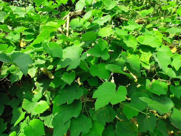 Vigne (Vitis vinifera)