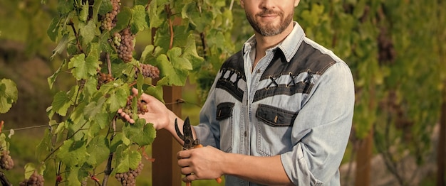 Vigneron coupant des grappes de raisins mâle propriétaire de vignoble viticulteur professionnel sur une ferme de raisin