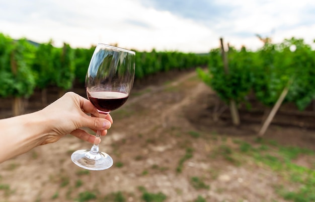 Vigneron Dans Son Vignoble Sent Et Goûte Un Verre De Vin Italien Ou Français De Haute Qualité