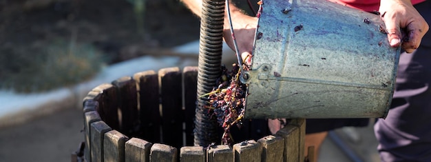 Le vigneron verse les matières premières dans le pressoir Production de vins italiens traditionnels foulage des raisins