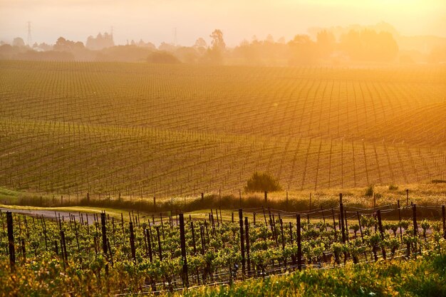 Vignes au lever du soleil en Californie USA