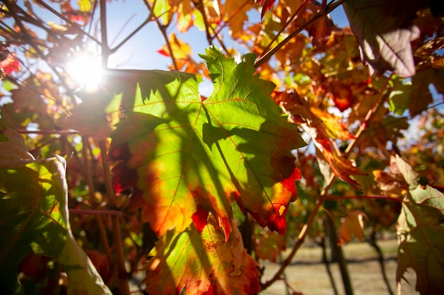 Vignes en automne dans la région du Somontano en Espagne.