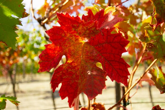 Photo vignes en automne dans la région du somontano en espagne.