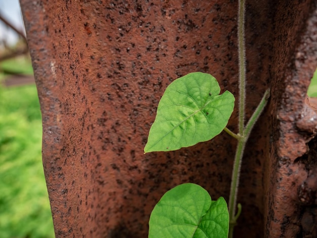 Des vignes aux feuilles en forme de cœur poussent sur du fer rouillé.