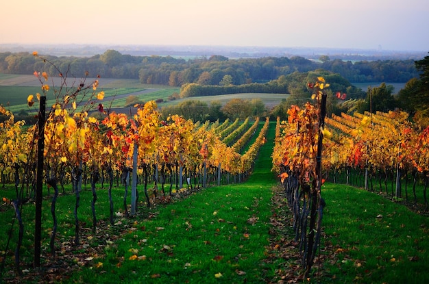 Vignes colorées en automne