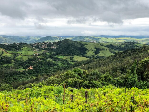 Vignes dans la montagne pendant la saison des pluies nuageuses Vignes dans les collines verdoyantes