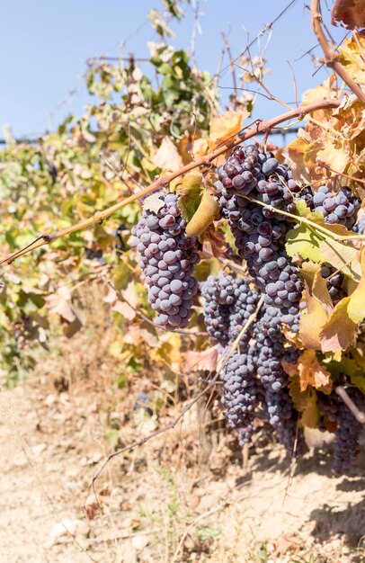 Vignes dans la zone rurale montagneuse en automne l'île de Crète Grèce