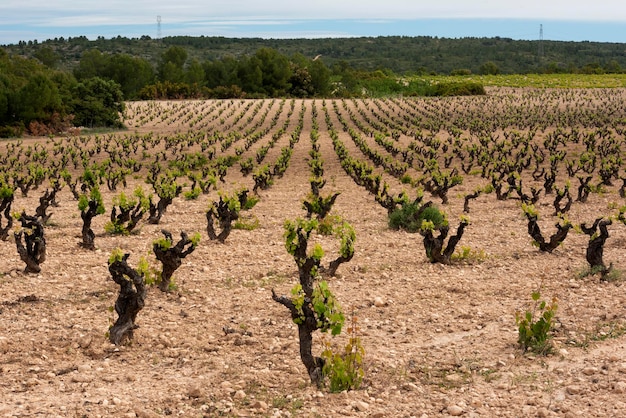 Vignes en été Fontanars dels Alforins Valence Espagne