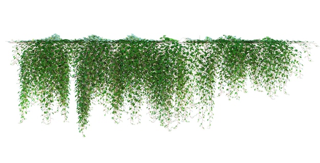 vignes de lierre et ensemble de feuillages de plantes de lierre sur un fond blanc isolé
