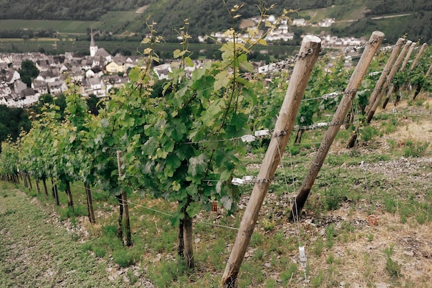 Vignes en pente