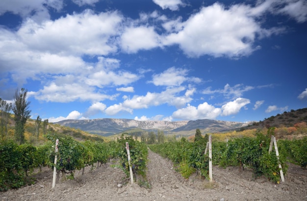 Vignes vertes Montagne à l'arrière-plan