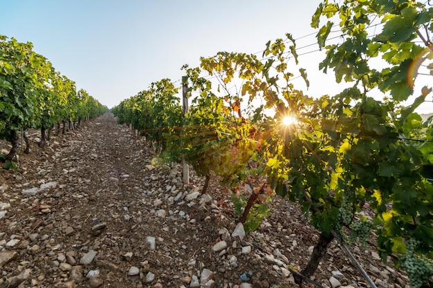 Vignes avec vigne et cave le long de la route des vins le soir Toscane Italie