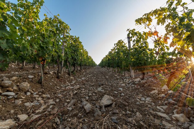 Vignes avec vigne et cave le long de la route des vins le soir Toscane Italie