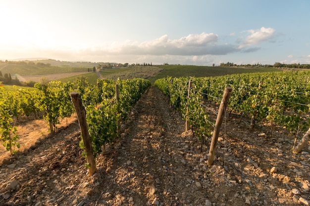 Vignes avec vigne et cave le long de la route des vins le soir Toscane Italie