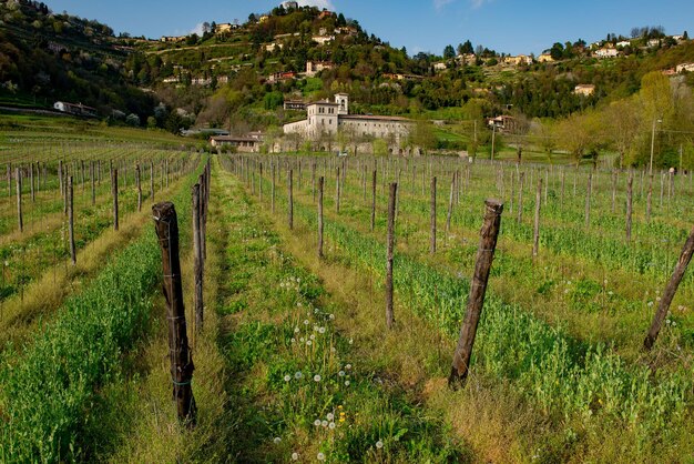 Vignoble au printemps sur les collines de bergame