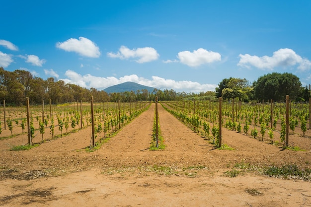 Vignoble au printemps