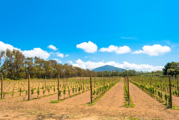 Vignoble au printemps