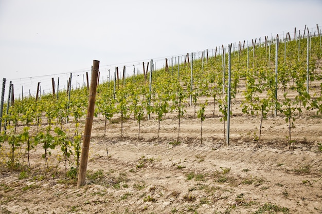 Vignoble Barbera pendant la saison du printemps, région de Monferrato, région du Piémont, Italie