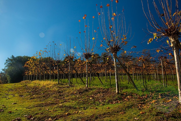 Vignoble à Bento Goncalves avec des plantations de cépages Cabernet Sauvignon et Merlot