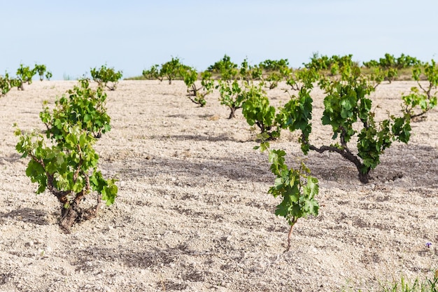 Vignoble en Cappadoce au printemps