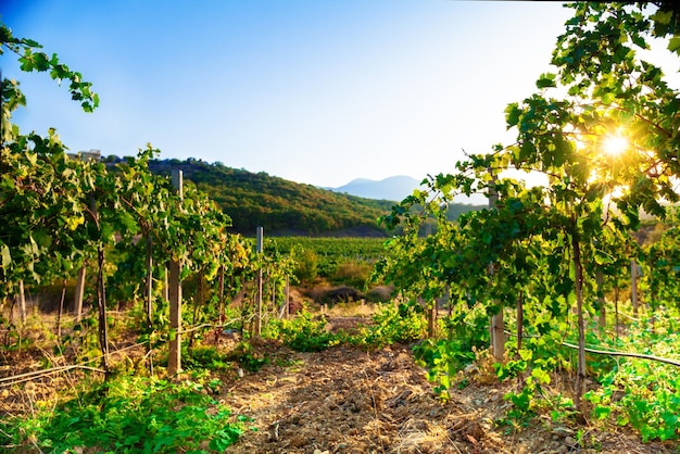 Vignoble cave vigne ferme raisin ferme agriculture culture viticulture