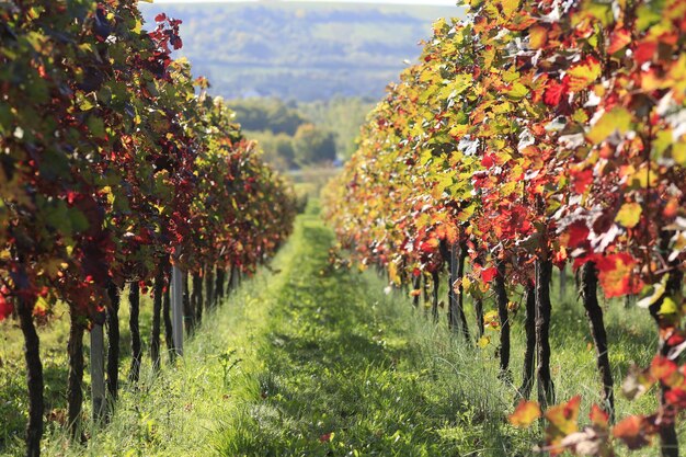 Photo vignoble sur un champ herbeux