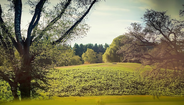 Un vignoble avec un champ vert et des arbres en arrière-plan