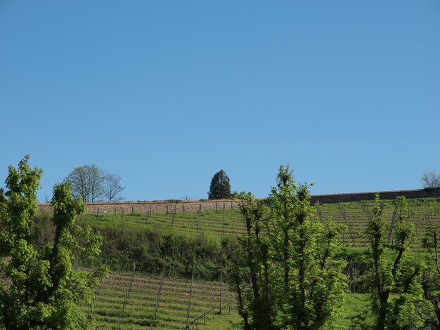 Vignoble sur la colline