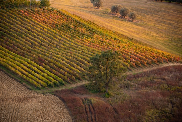 Vignoble coloré sur la colline en automne agriculture et élevage