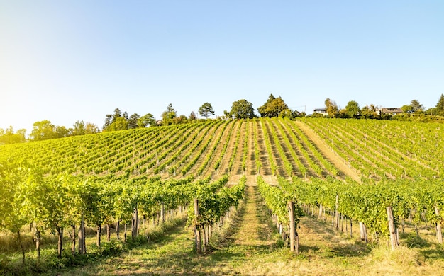 Le vignoble contre un ciel dégagé