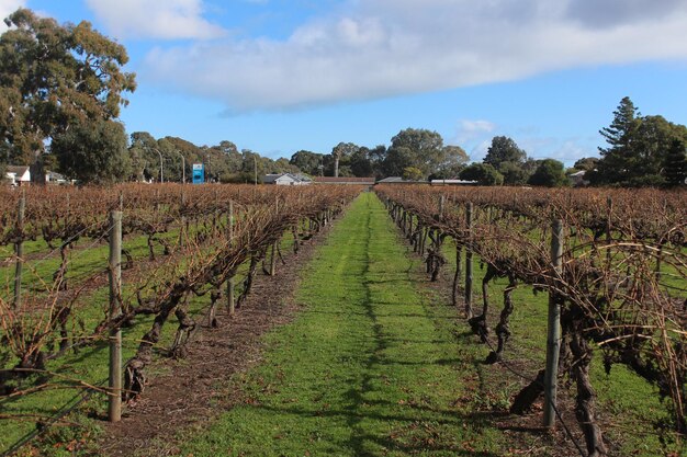 Photo le vignoble contre le ciel