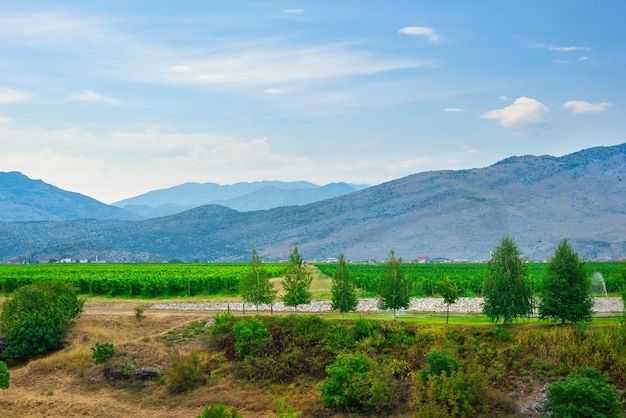 Vignoble dans les montagnes monténégrines