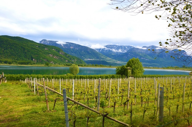 Photo vignoble du lac caldaro, voir kalterer. plantation de raisin près du lac caldaro à bolzano, tyrol du sud, italie.