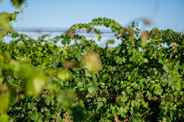 Vignoble d'été la période où les raisins mûrissent pour la production de vin savoureux un beau soleil