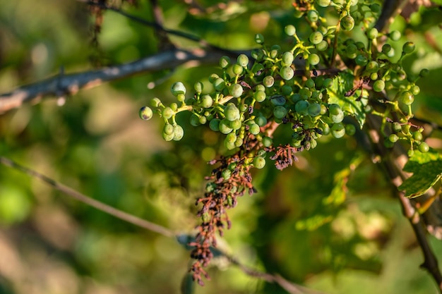 Photo vignoble d'été la période où les raisins mûrissent pour la production de vin savoureux un beau soleil