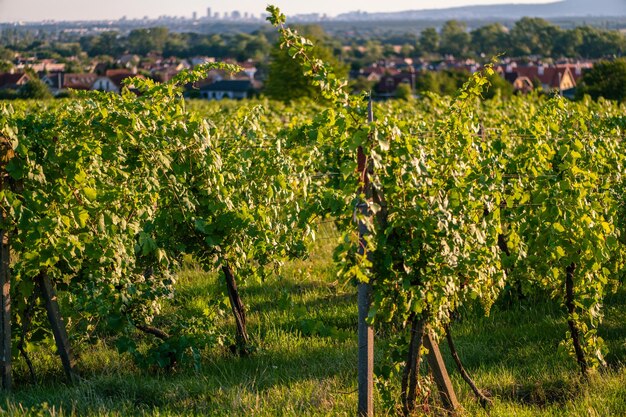 Photo vignoble d'été la période où les raisins mûrissent pour la production de vin savoureux un beau soleil