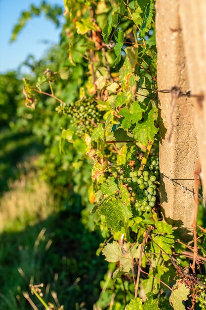 Photo vignoble d'été la période où les raisins mûrissent pour la production de vin savoureux un beau soleil