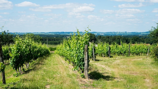 Vignoble français avec ciel bleu