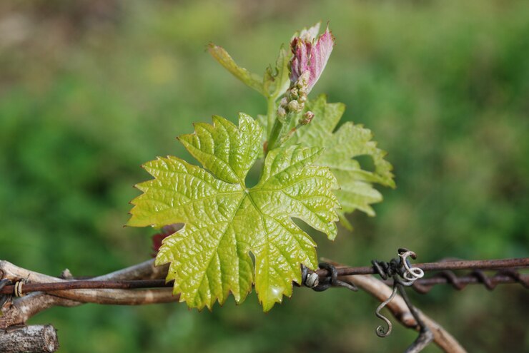 Photo vignoble en france