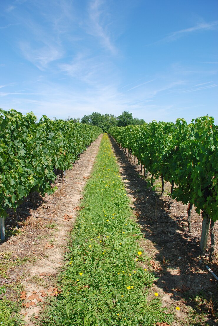 Photo vignoble en france